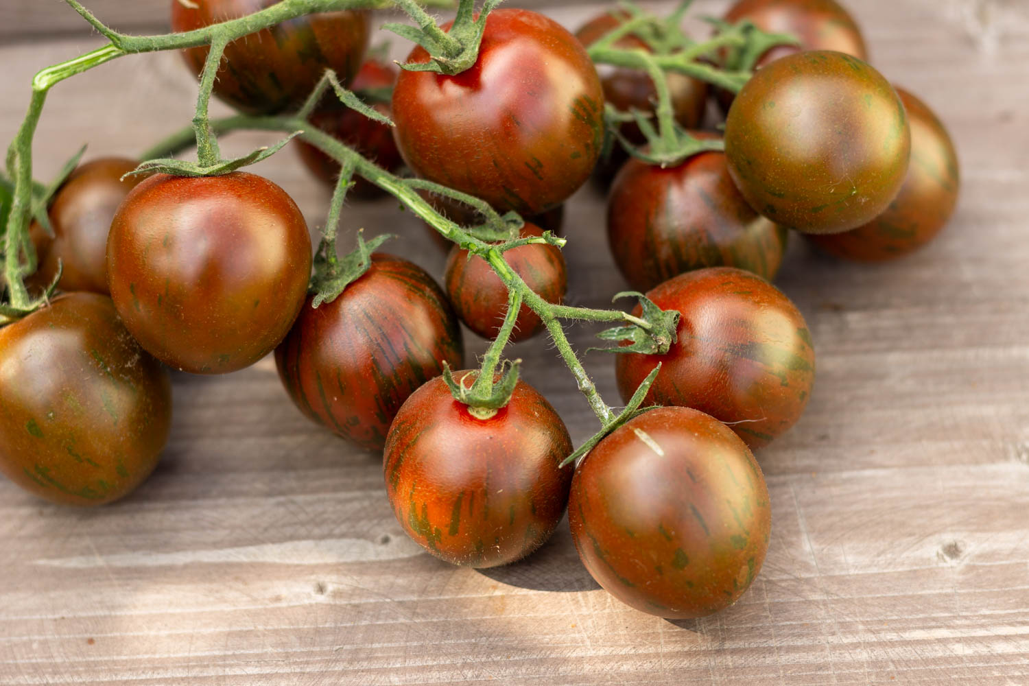 ЧЕРНАЯ ВИШНЯ ТУРЦИИ Ciliegino nero di turchia