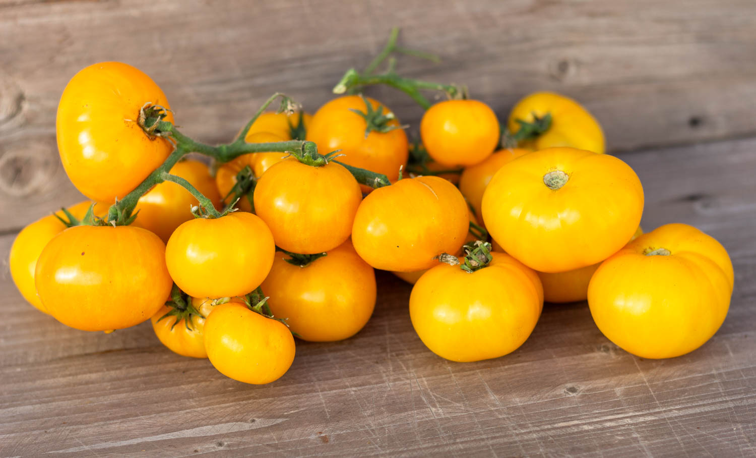 ДОРОГА ИЗ ЖЕЛТОГО КИРПИЧА Dwarf Yellow Brick Road — изображение 4