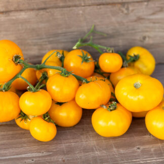 ДОРОГА ИЗ ЖЕЛТОГО КИРПИЧА Dwarf Yellow Brick Road