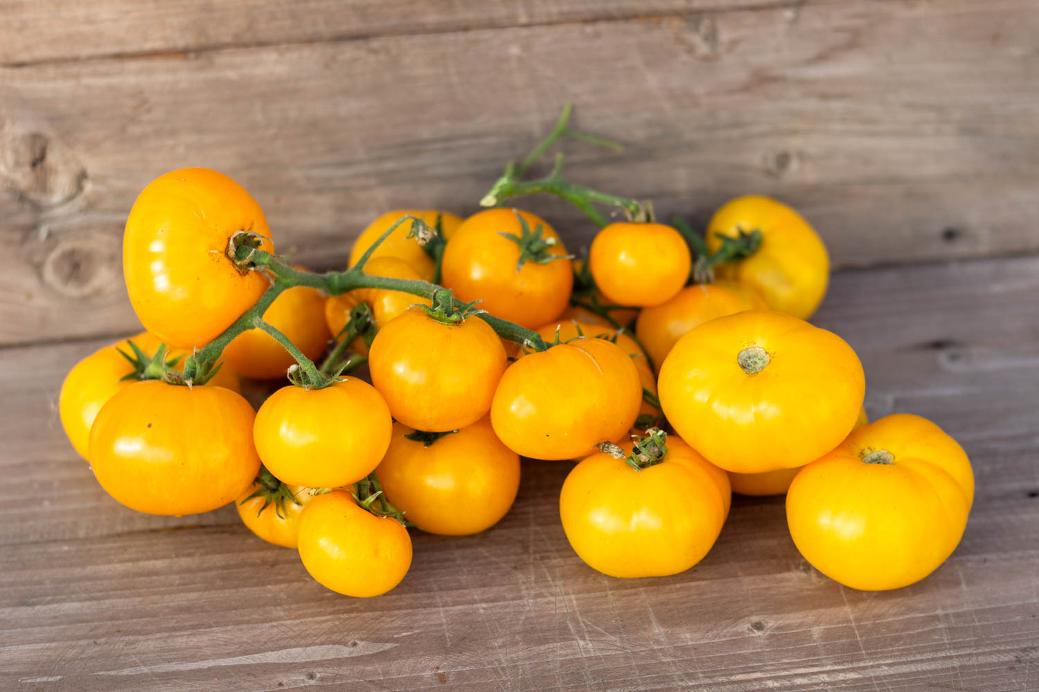 ДОРОГА ИЗ ЖЕЛТОГО КИРПИЧА Dwarf Yellow Brick Road