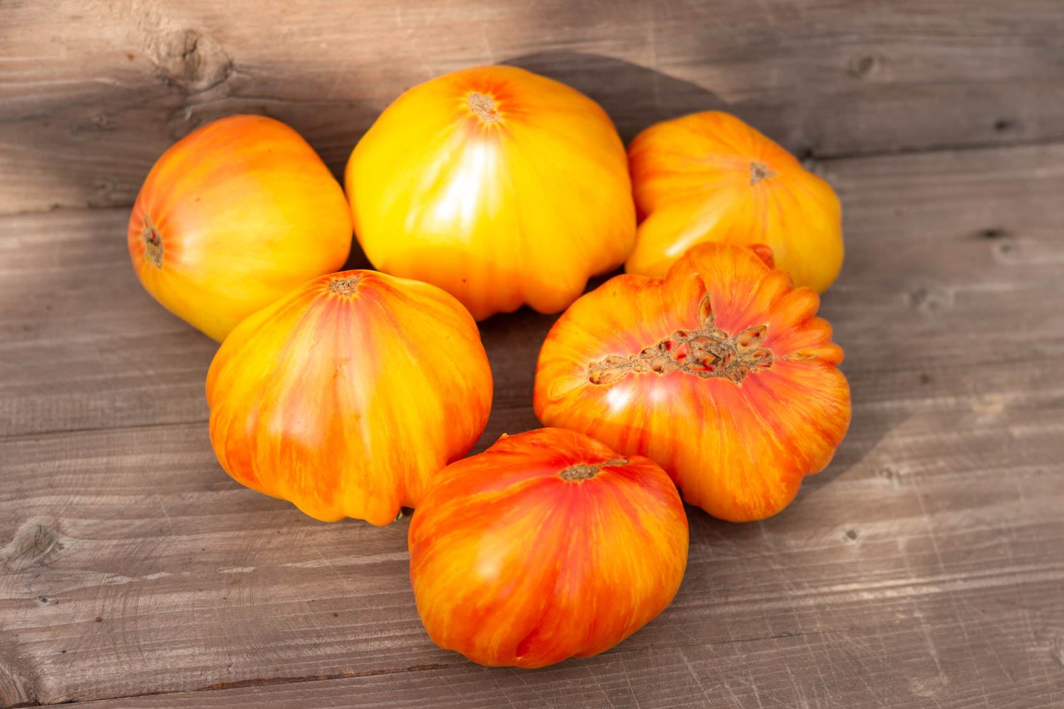 ПИТ ВАЙПЕР+ДОЛГОВЯЗАЯ САЛЛИ Dwarf Pit Viper+ Long Tall Sally — изображение 4