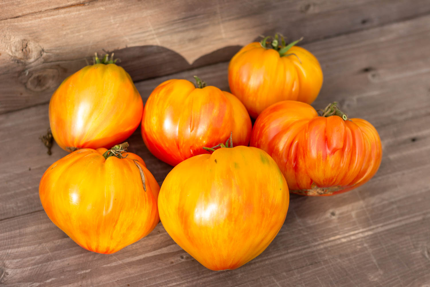 ПИТ ВАЙПЕР+ДОЛГОВЯЗАЯ САЛЛИ Dwarf Pit Viper+ Long Tall Sally — изображение 3