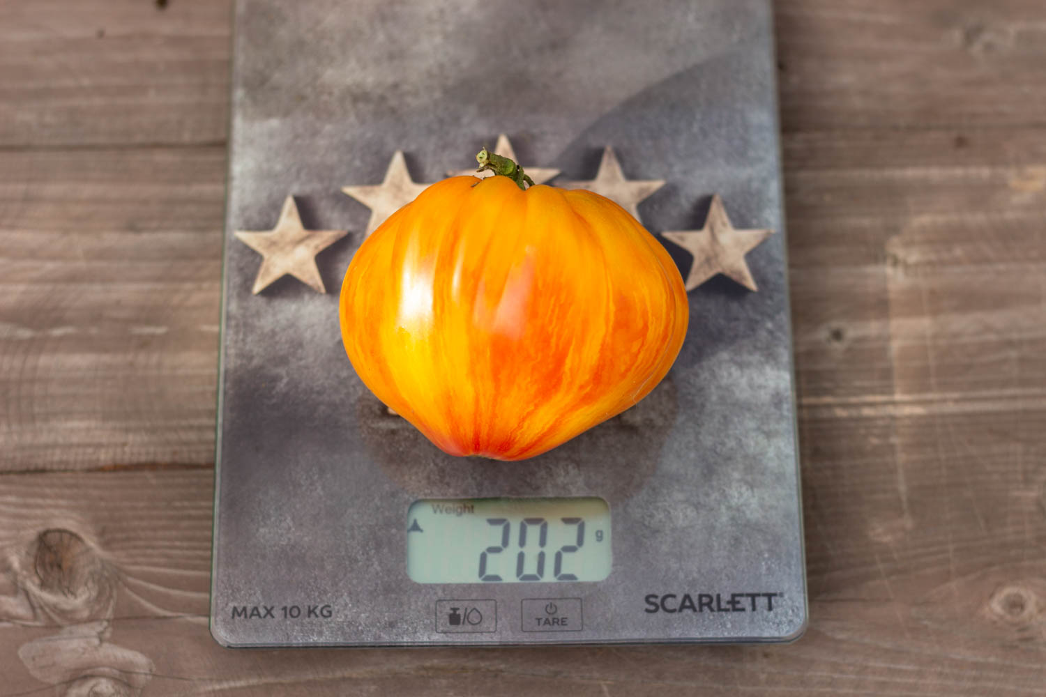 ПИТ ВАЙПЕР+ДОЛГОВЯЗАЯ САЛЛИ Dwarf Pit Viper+ Long Tall Sally — изображение 2