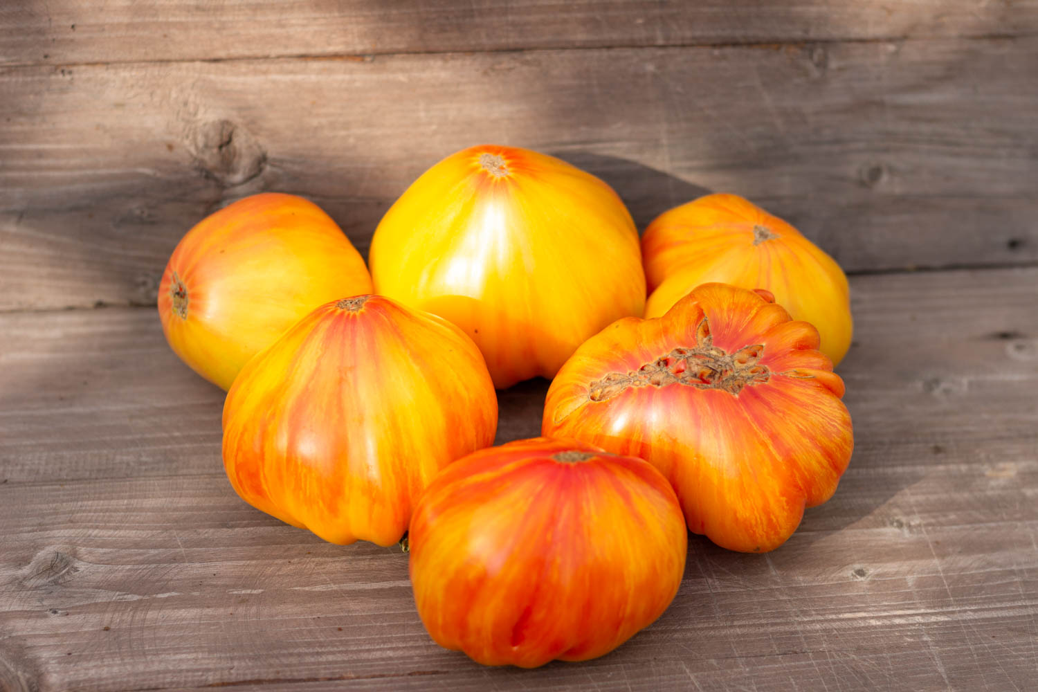 ПИТ ВАЙПЕР+ДОЛГОВЯЗАЯ САЛЛИ Dwarf Pit Viper+ Long Tall Sally