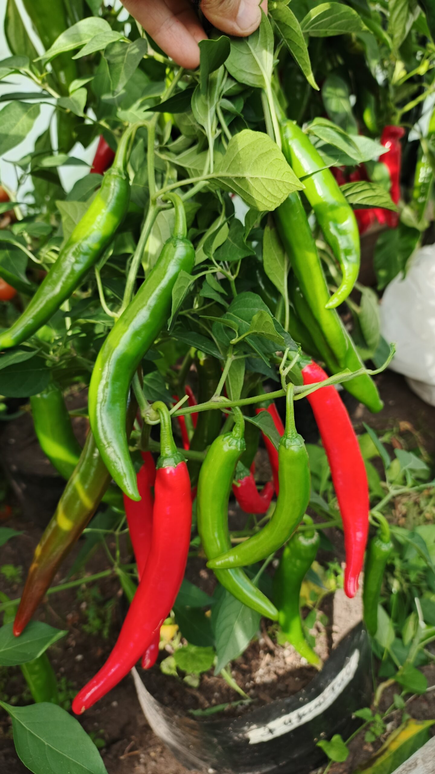 ЭР ЦЗИНЬ ТЯО Er Jing Tiao — изображение 2