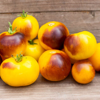 ГОНДВАНА ЛУНА Dwarf Gondwana Moon