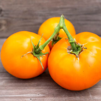 ГОРДОСТЬ ПОБЕРЕЖЬЯ ОРАНЖЕВЫЙ