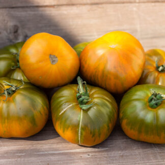 ИРИСКА ПОЛОСАТАЯ