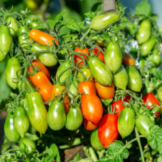 ЛАУРА Micro dwarf Laura