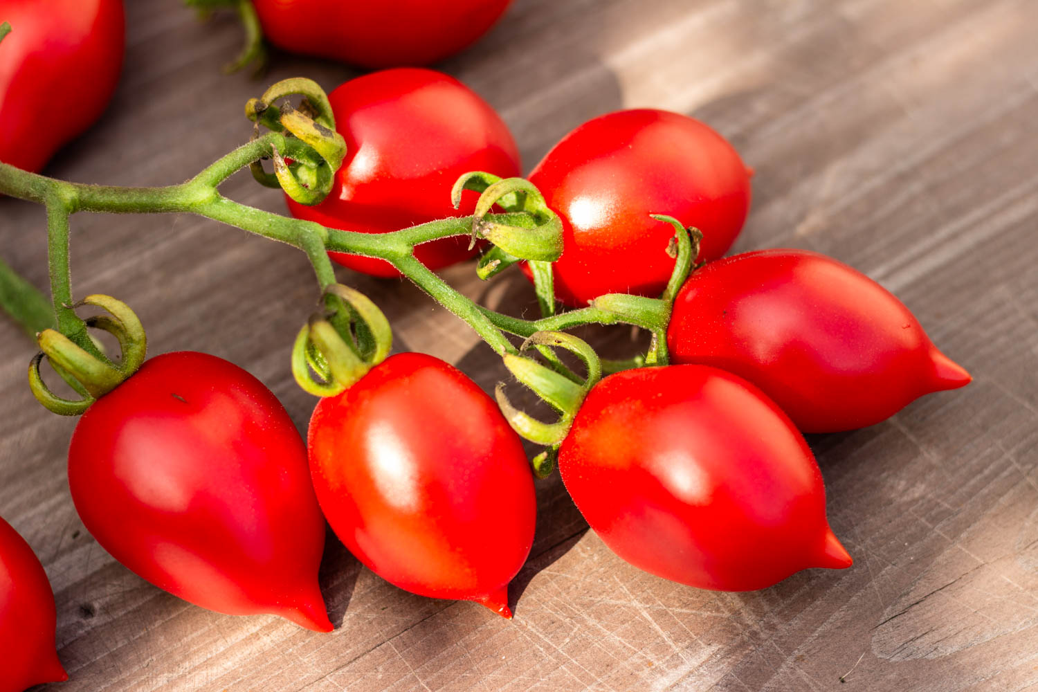 МАЛЕНЬКОЕ СМУЩЕНИЕ КЕРСТИН Kerstin`s piennolo