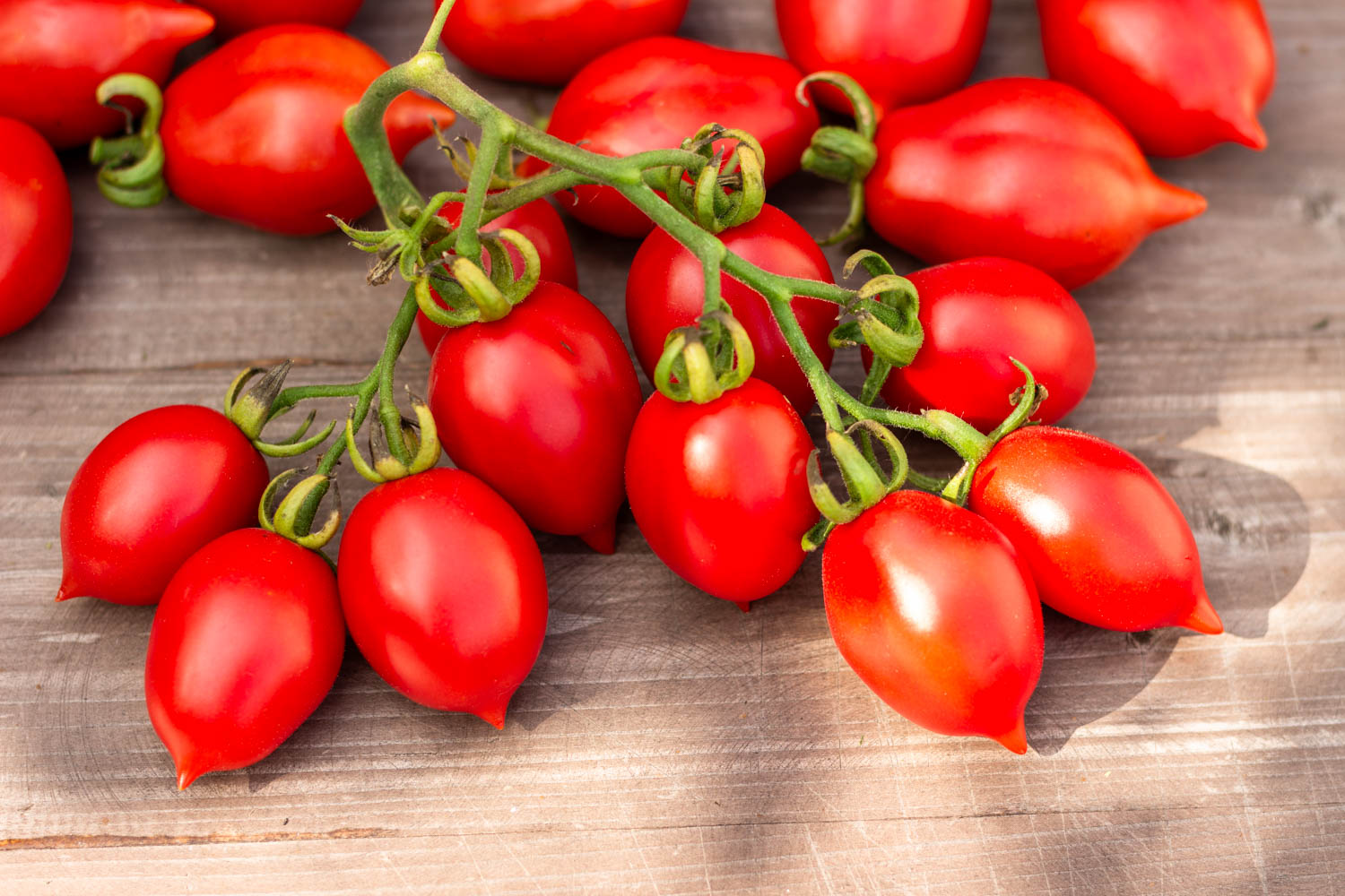 МАЛЕНЬКОЕ СМУЩЕНИЕ КЕРСТИН Kerstin`s piennolo — изображение 3