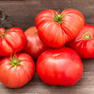 МАЛЛИ РОУЗ Dwarf Mallee Rose