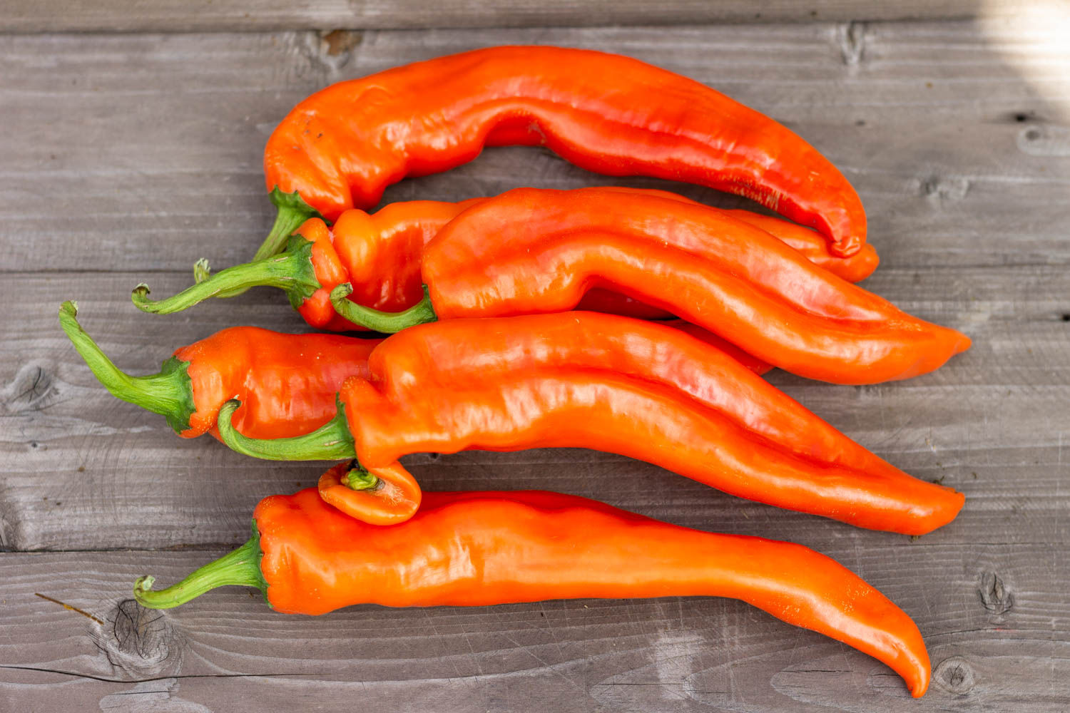 НУМЕКС САНСЕТ NuMex Sunset — изображение 3