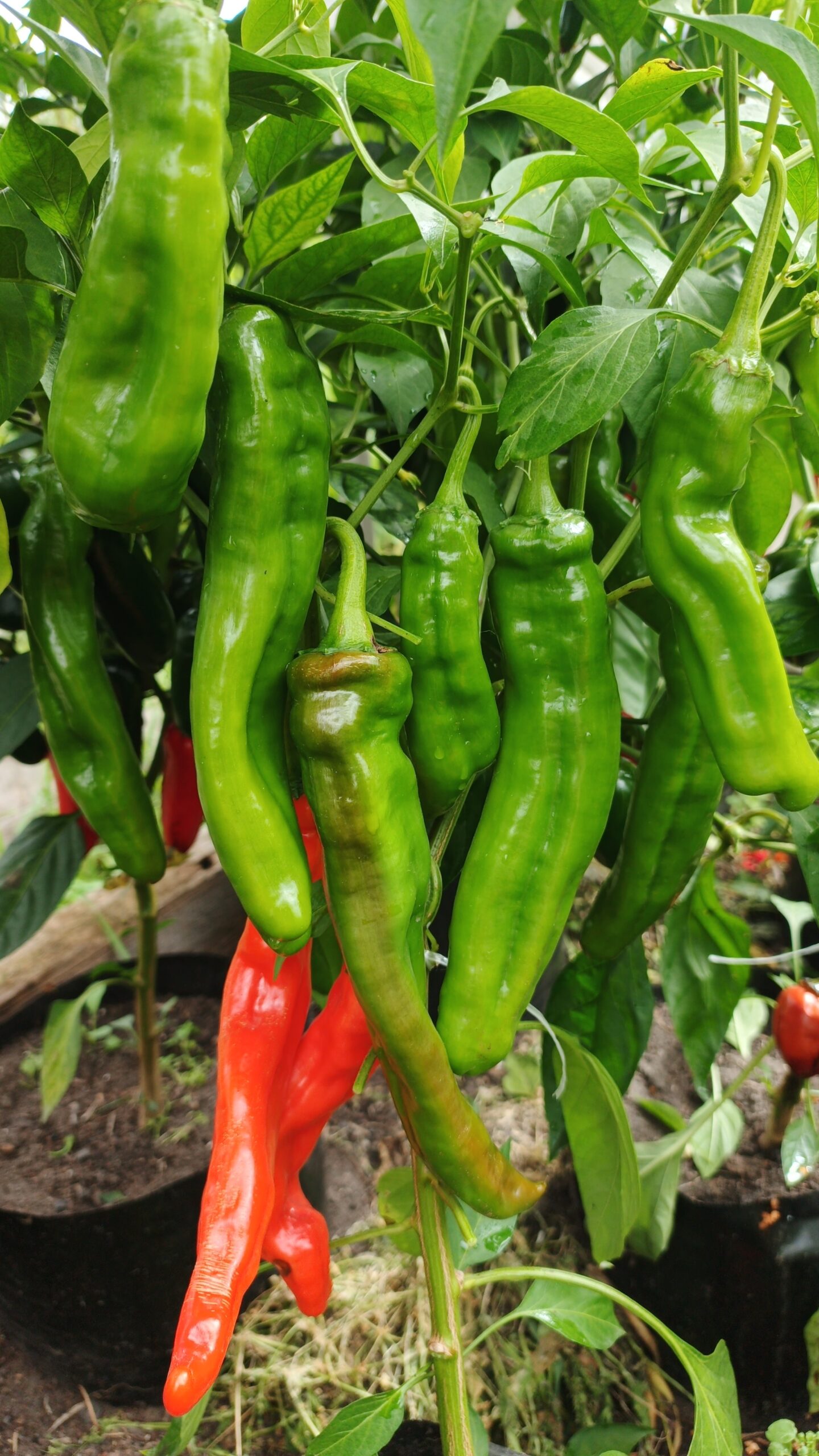 НУМЕКС САНСЕТ NuMex Sunset — изображение 4