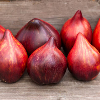 ОГНЕННАЯ КОМЕТА СОФИИ