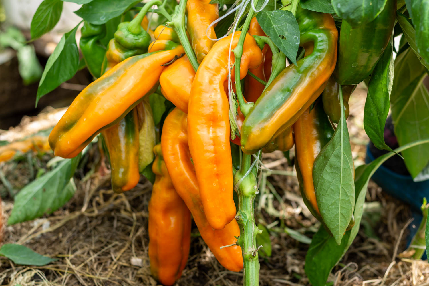 ПАЛЕРМО ОРАНЖЕВЫЙ f3 — изображение 2