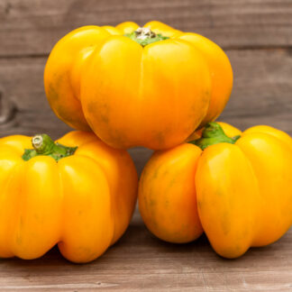 ПАПАЧЕЛЛА НАПОЛЕТАНА ДЖИАЛЛО Papaccella Napoletana Giallo