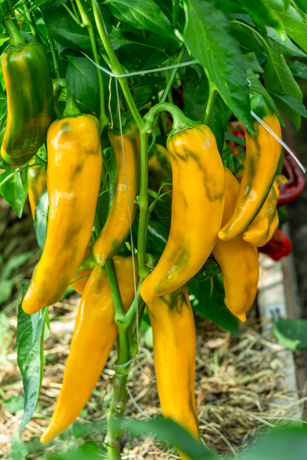 ПИПЕРОНЕ ЖЕЛТЫЙ — изображение 5