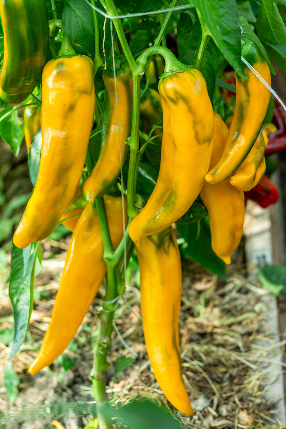 ПИПЕРОНЕ ЖЕЛТЫЙ — изображение 4