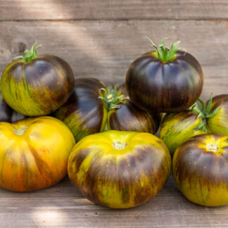 РЕБЕЛЛА Dwarf Rebella