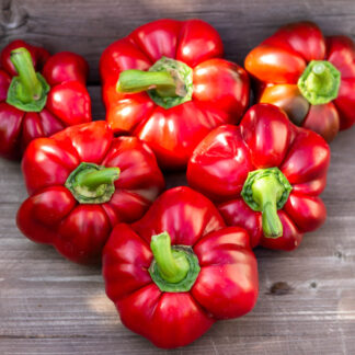 РЕД РАФФЛ ПИМЕНТО Red Ruffle Pimento