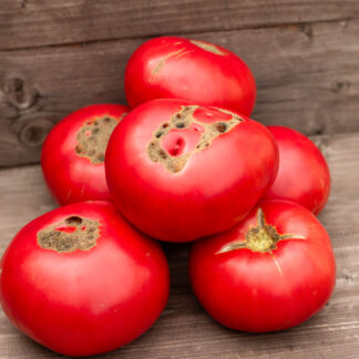 РОЗА ДЕ ЛИАНЬО ROSA DE LIAÑO