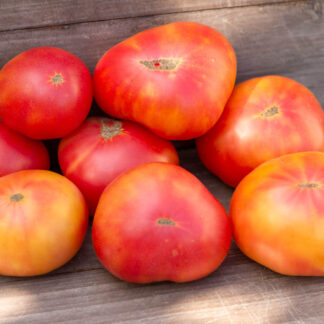 РОЗЕЛЛА БИКОЛОР Dwarf Rosella bi color