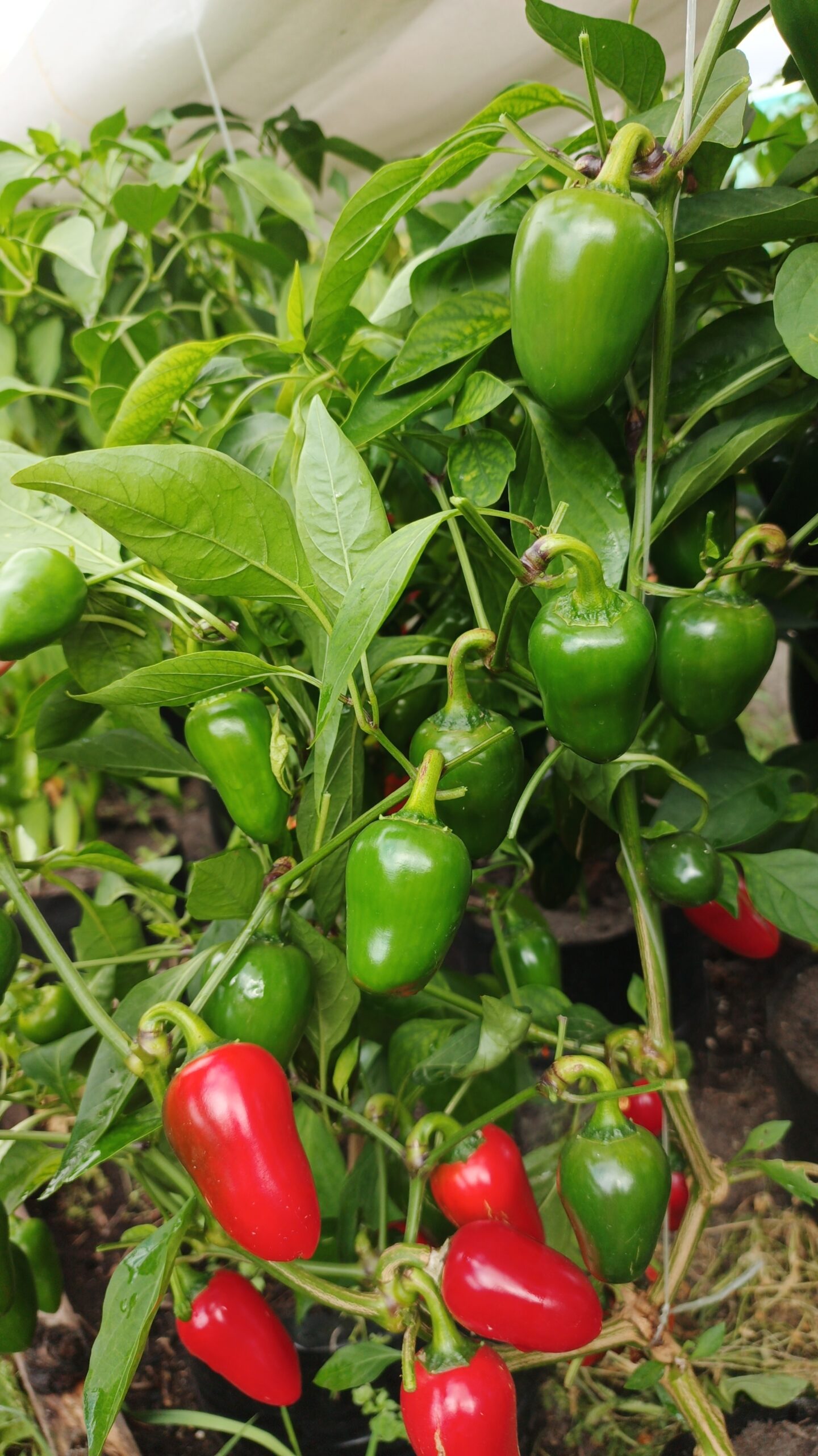 СЕРДЦЕ ЯГНЁНКА ДЬЯВОЛА Davil's Lamb Heart — изображение 5