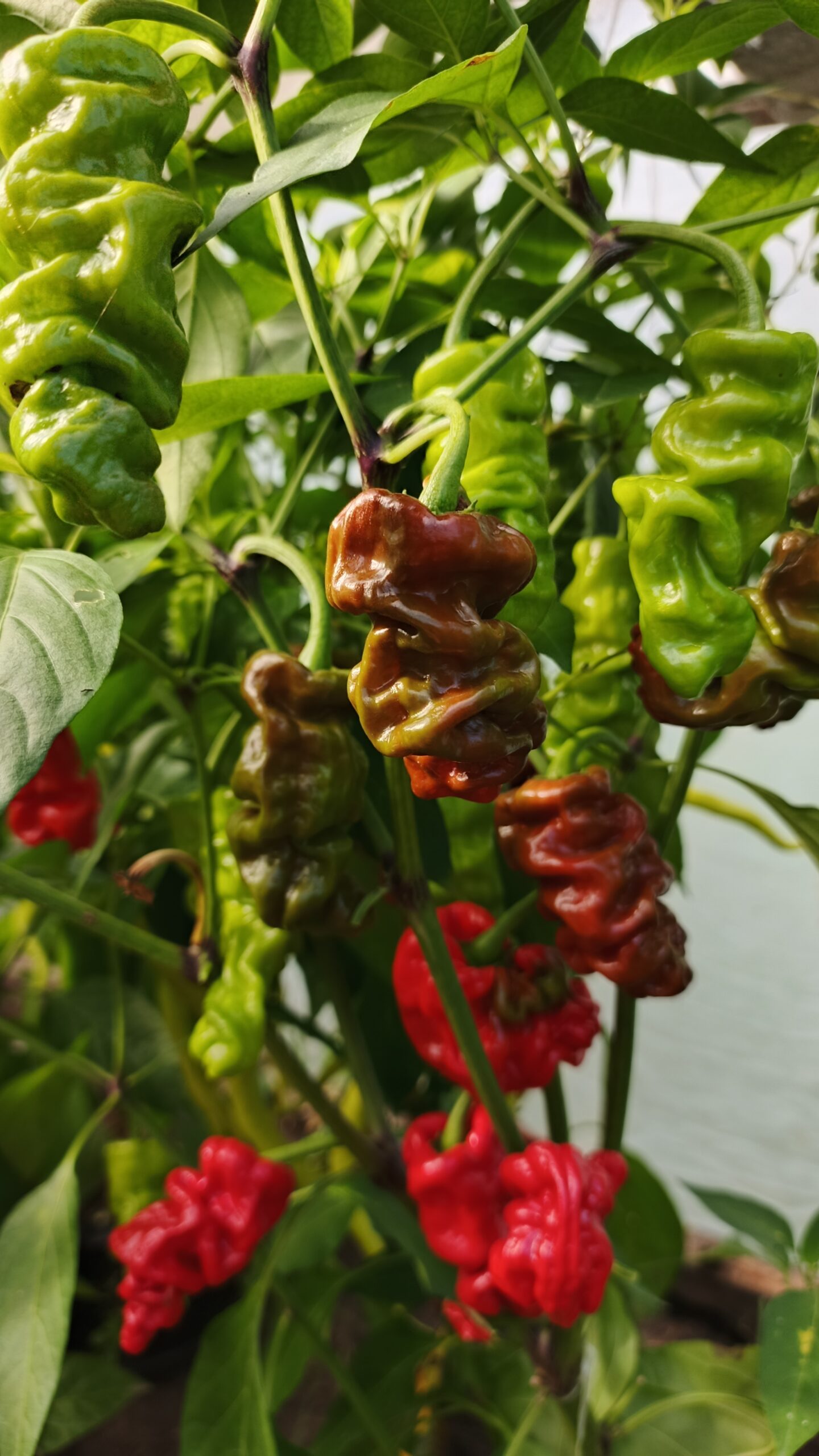 ШАРПЕЙ — изображение 3