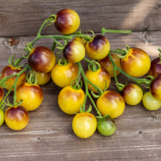 СИНЯЯ ФЕЯ Bleu Feu