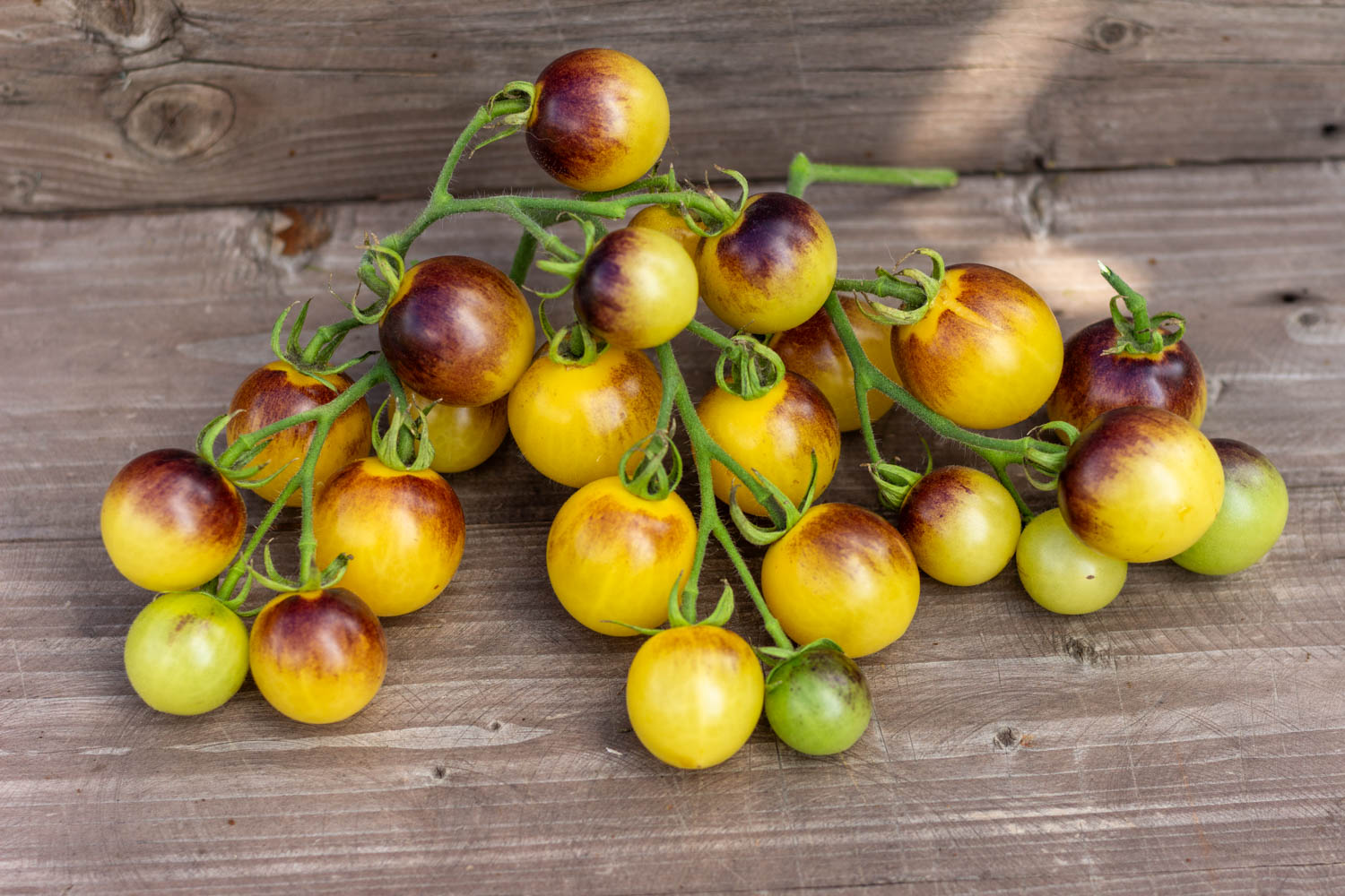 СИНЯЯ ФЕЯ Bleu Feu