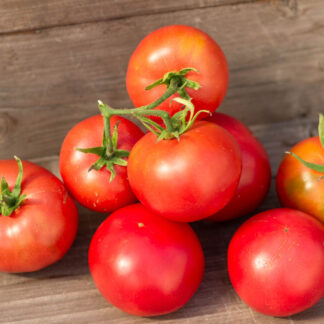 СЫЗРАНСКАЯ СКОРОСПЕЛКА