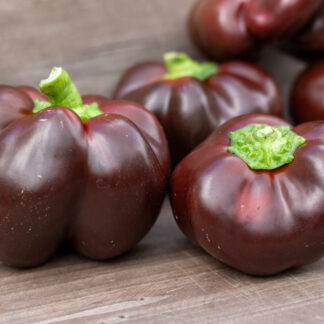 ТОМАТ-ПАПРИКА ШОКОЛАД Tomatenpaprika Chocolate