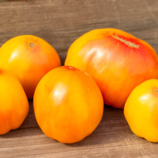 УГОЩЕНИЕ ГЛОРИИ Dwarf Gloria’s Treat