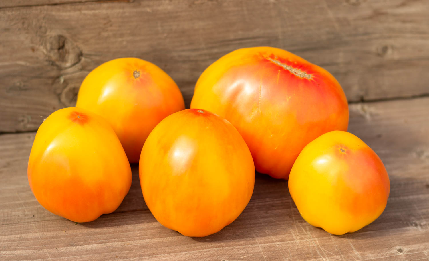 УГОЩЕНИЕ ГЛОРИИ Dwarf Gloria’s Treat