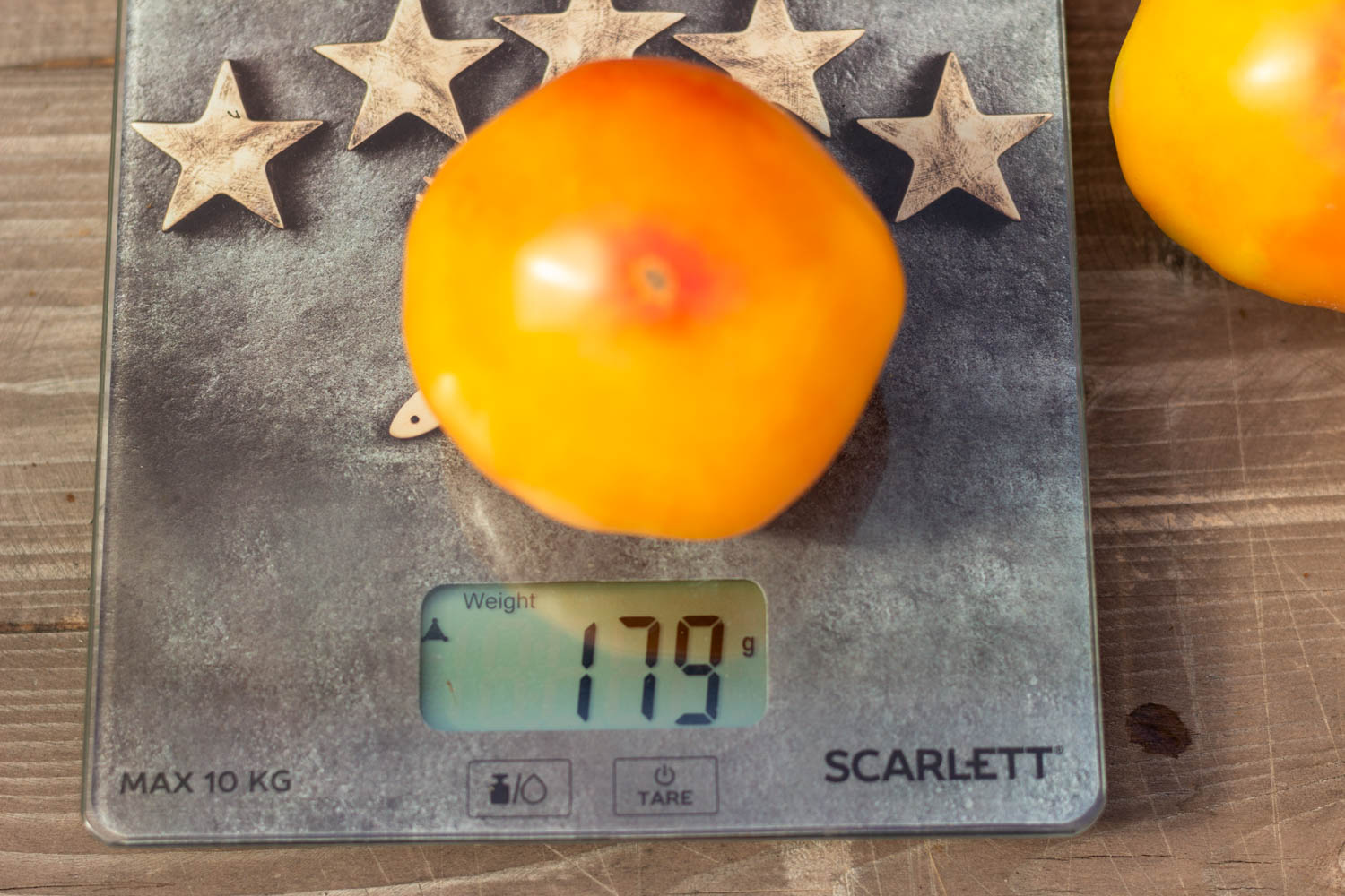 УГОЩЕНИЕ ГЛОРИИ Dwarf Gloria’s Treat — изображение 2