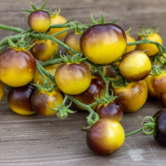 ГЛЯНЦЕВЫЙ ЖЕЛТО-СИНИЙ Glossy yellow blue