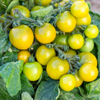 ЖИРНАЯ ЛЯГУШКА Dwarf Fat Frog