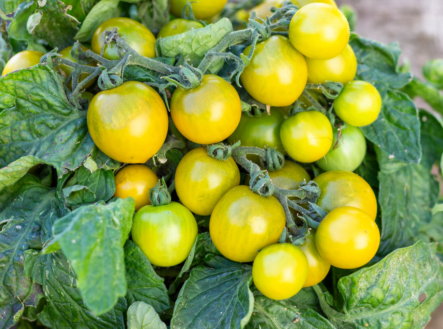 ЖИРНАЯ ЛЯГУШКА Dwarf Fat Frog