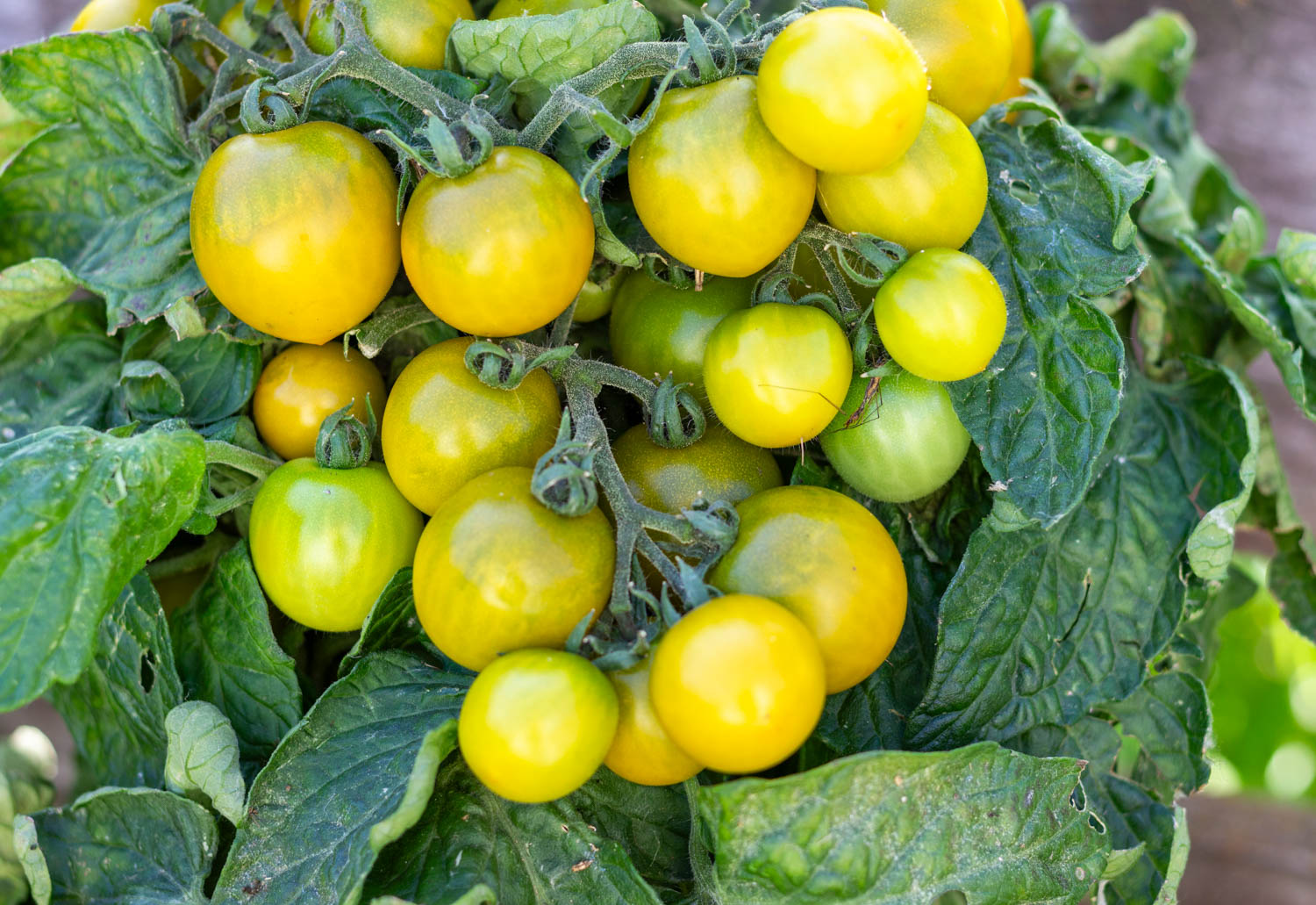 ЖИРНАЯ ЛЯГУШКА Dwarf Fat Frog — изображение 4