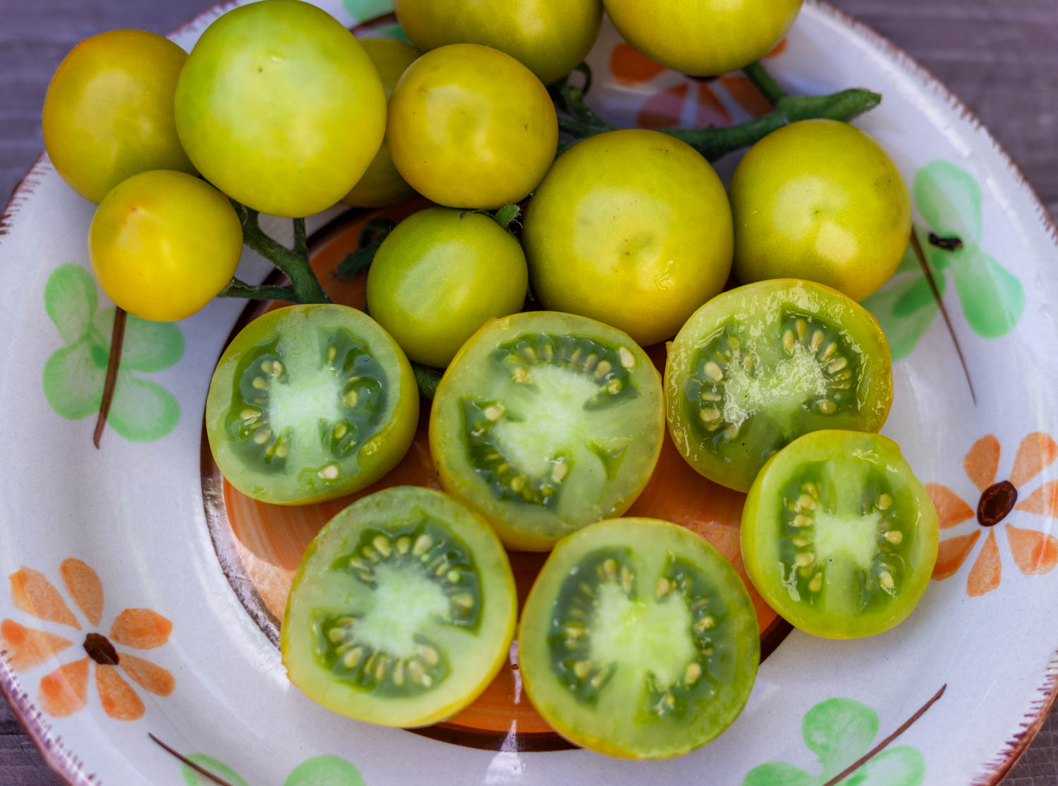 ЖИРНАЯ ЛЯГУШКА Dwarf Fat Frog — изображение 3