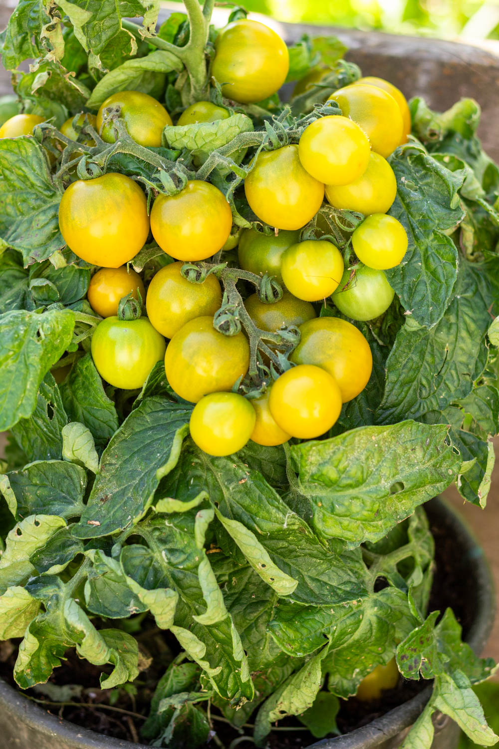 ЖИРНАЯ ЛЯГУШКА Dwarf Fat Frog — изображение 2