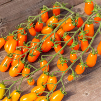 ФИНИК ОРАНЖЕВЫЙ Datterini Arancione