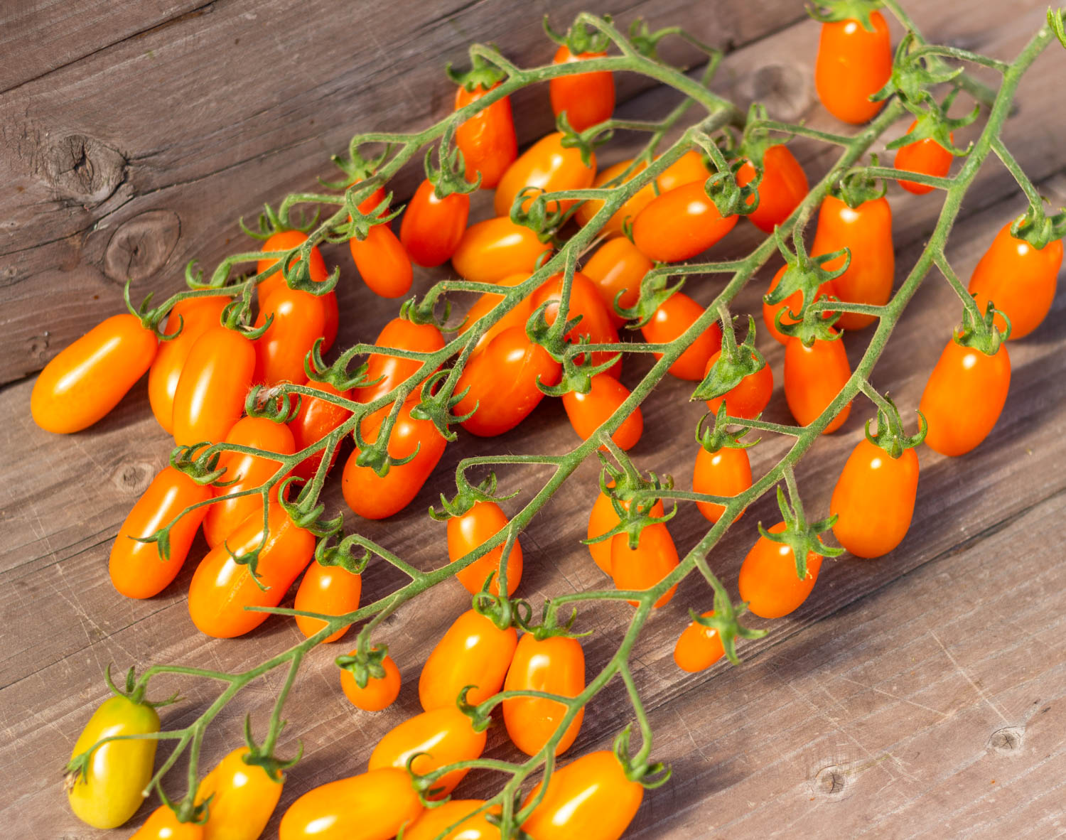 ФИНИК ОРАНЖЕВЫЙ Datterini Arancione