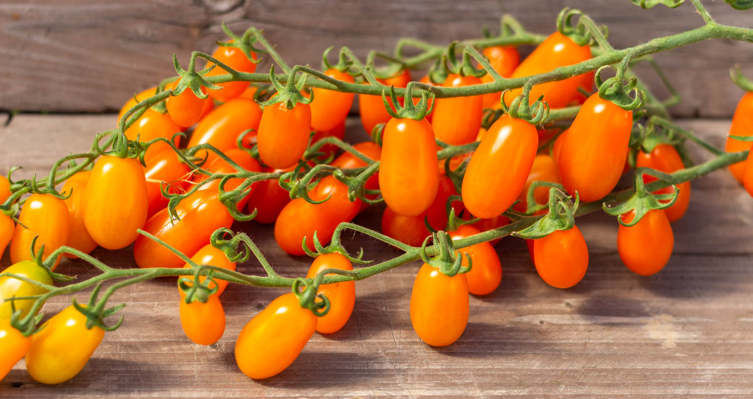 ФИНИК ОРАНЖЕВЫЙ Datterini Arancione — изображение 2
