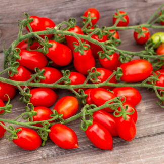 ФИНИК КРАСНЫЙ   Datterini red