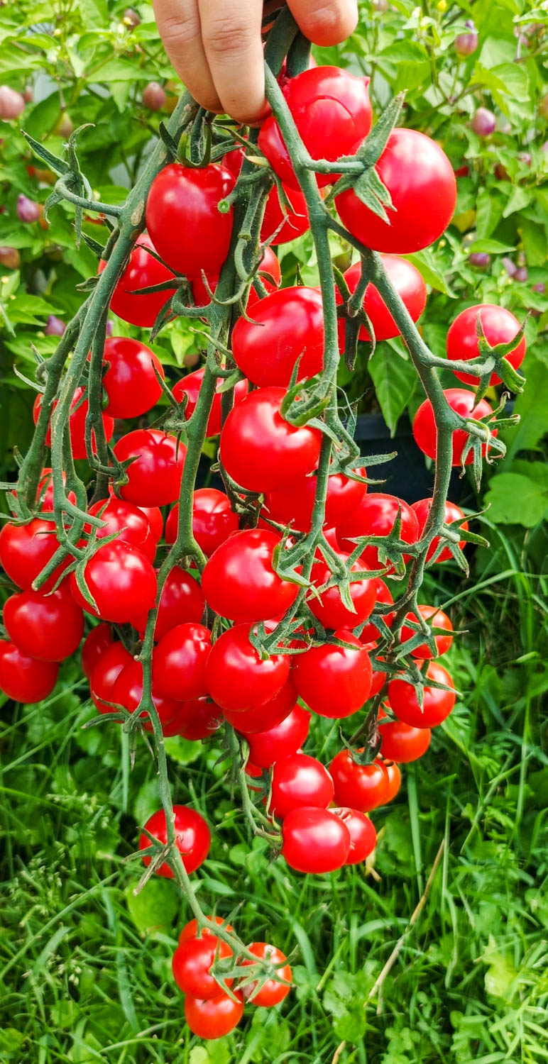 КУБЕЛЛО — изображение 4