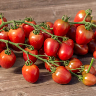 ПЕППЕРМАТО МУРИС Peppermato Murice