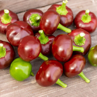 острый перец ШОКОЛАДНЫЙ ЧЕРРИ Chocolate Cherry