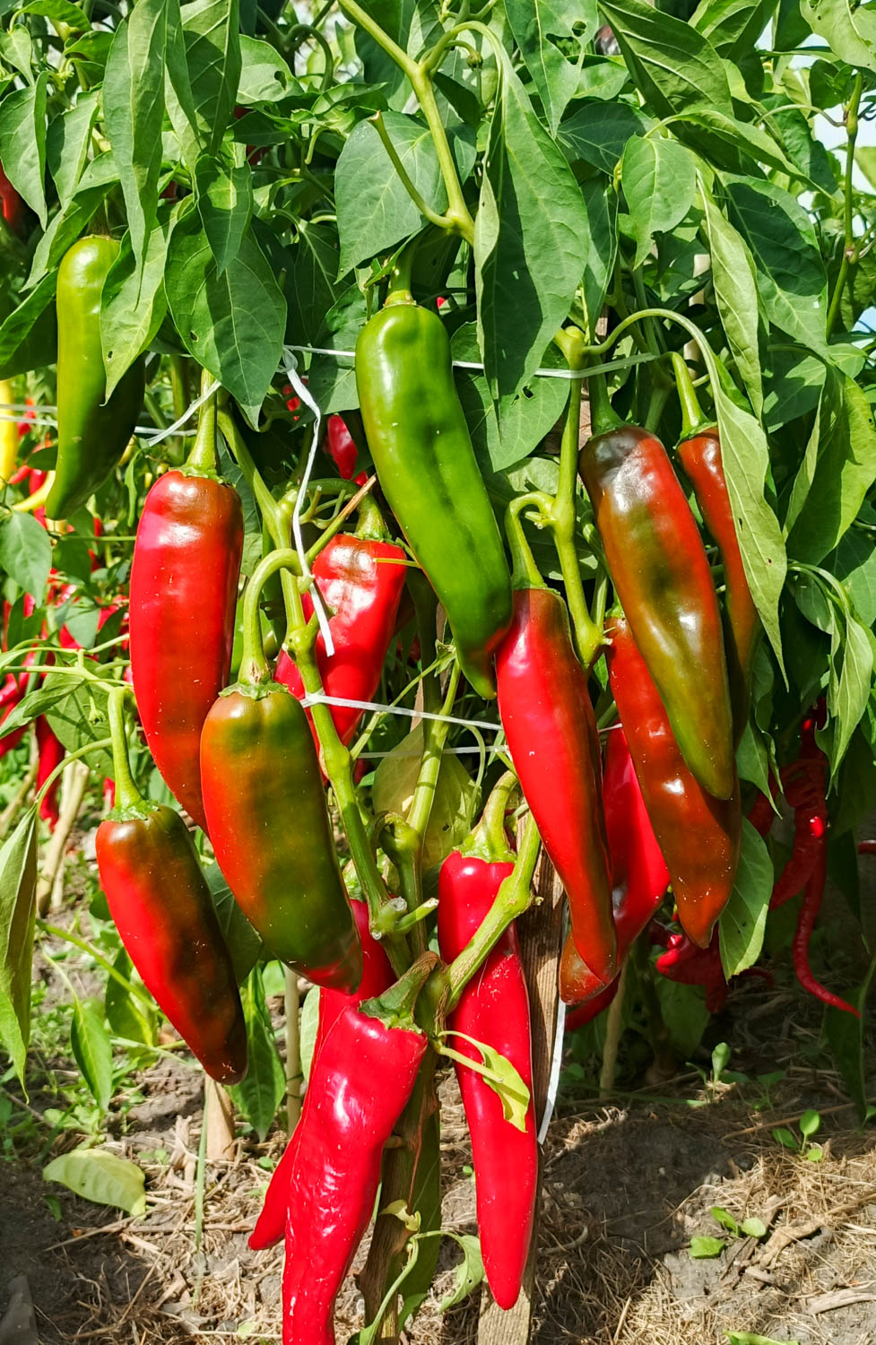 ХЭТЧ Hatch chile — изображение 4